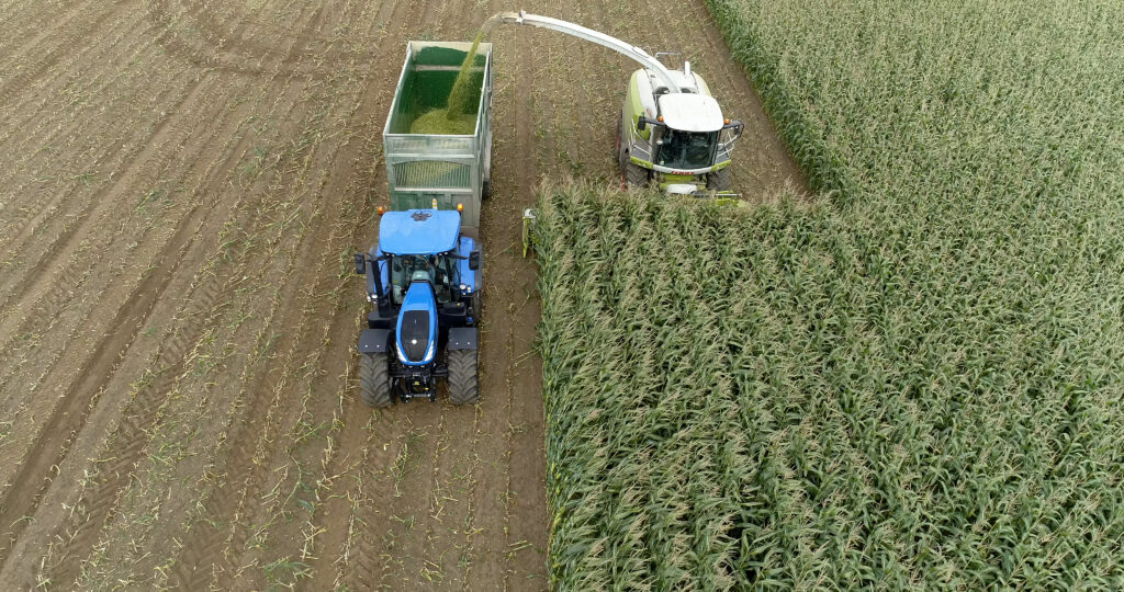 Forage Maize Field