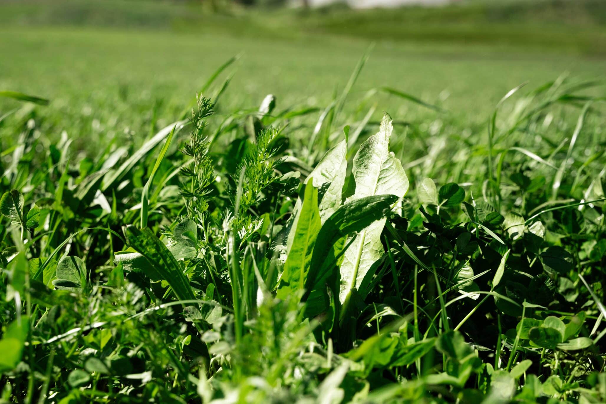 Boosting Forage Production with Cover Crops: Building Soil Health for ...