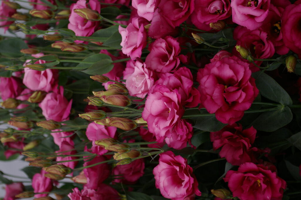 flowers, lisianthus