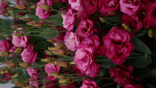 flowers, lisianthus