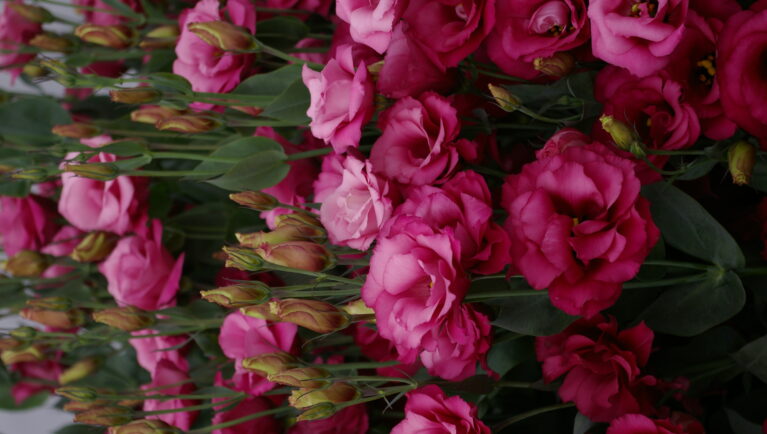 flowers, lisianthus