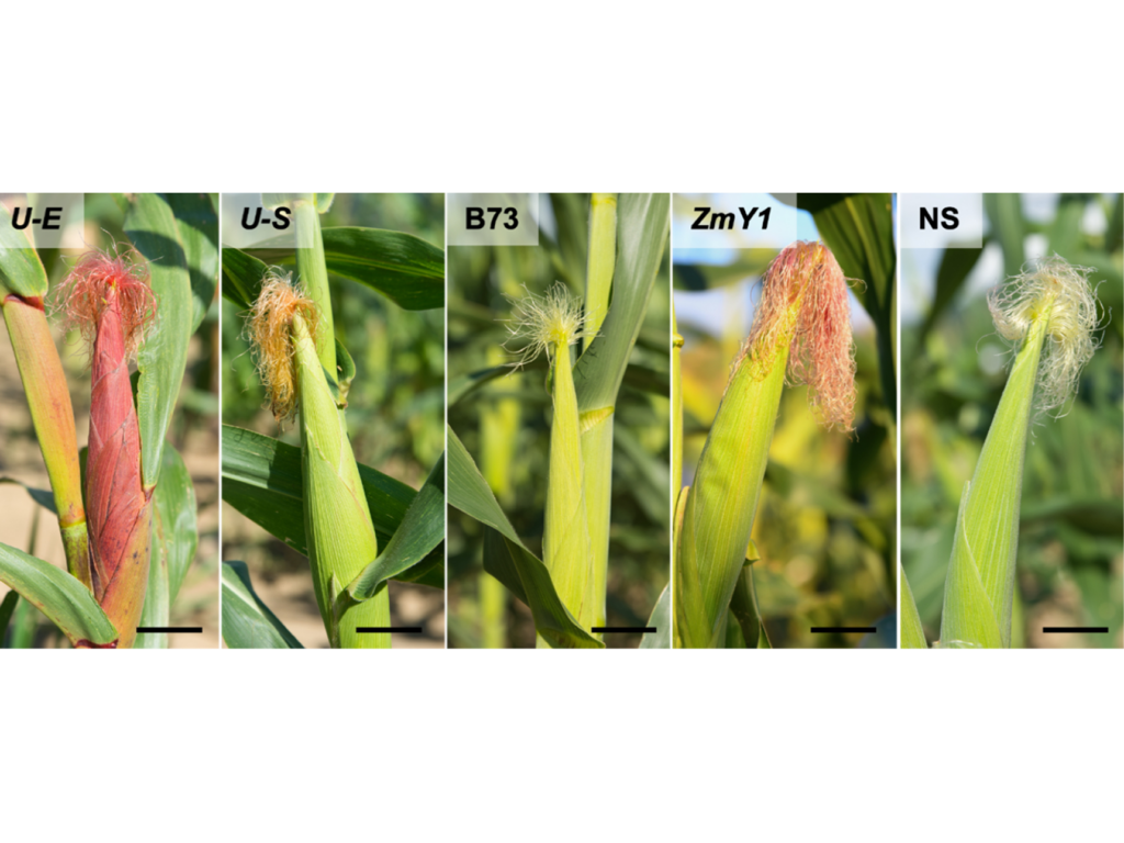 corn, earworm, corn research