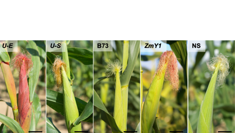 corn, earworm, corn research