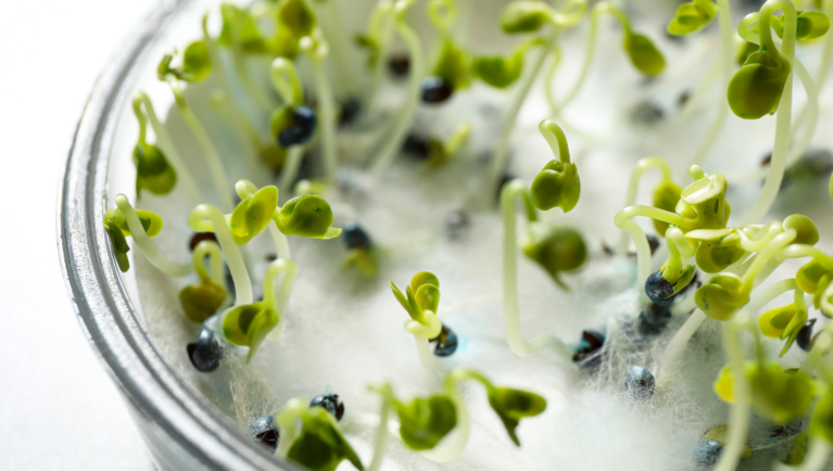 seeds petri dish