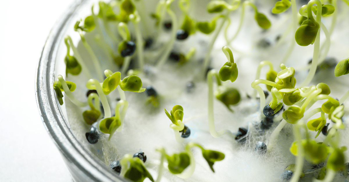 seeds petri dish