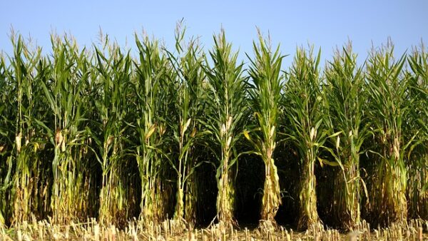 corn, corn field, maize