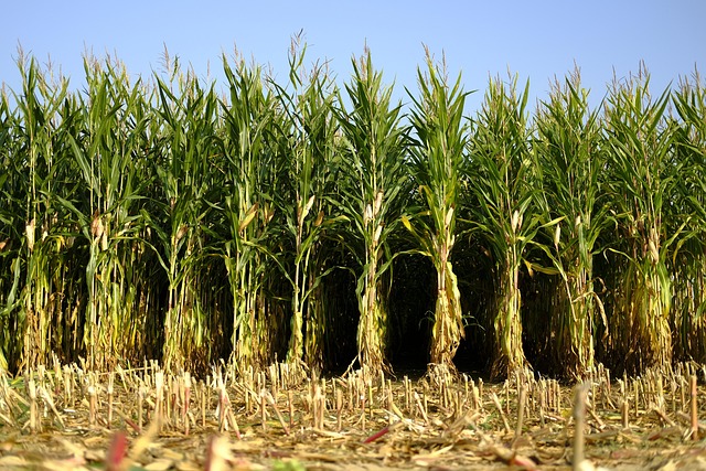 corn, corn field, maize