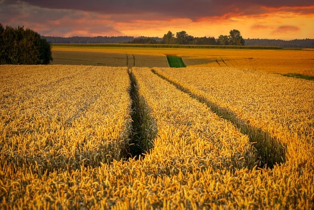 wheat, wheat field, farm, sunset