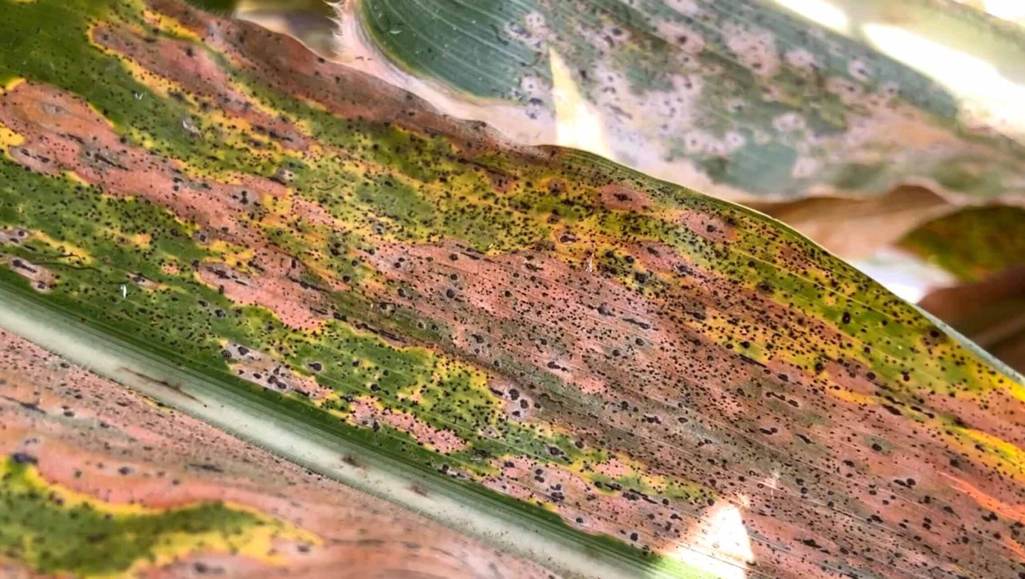 corn leaf, tar spot, corn disease