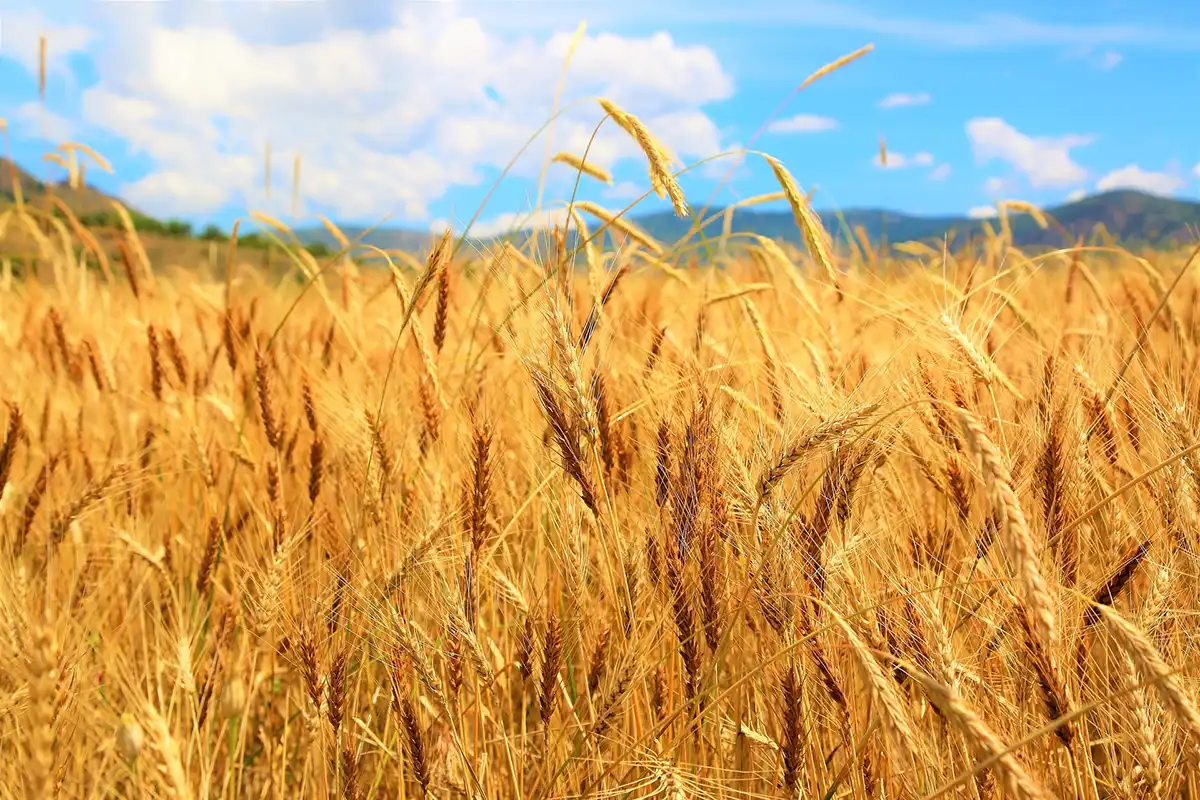 6 Reasons Why Hybrid Wheat Could Transform Farming Economics by 2027