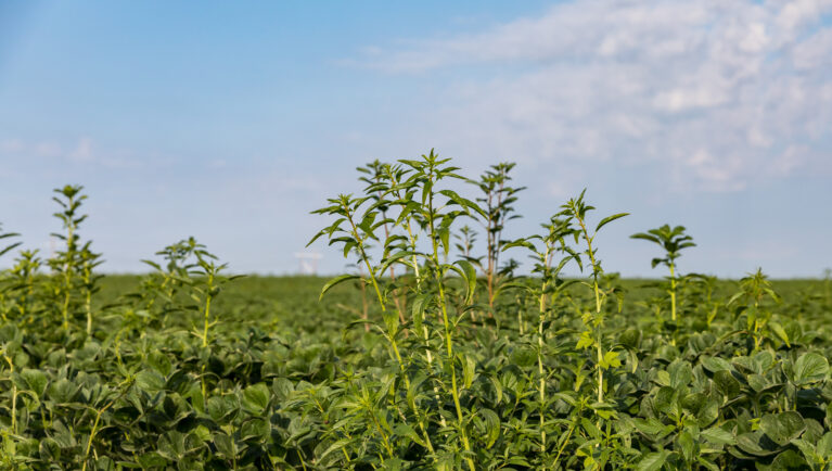 soybeans, field, crops, weeds