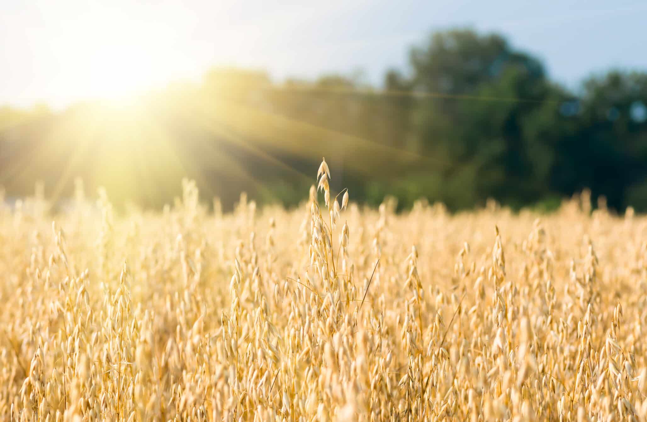 Scientists Decode Oat Pan-Genome, Unlocking Path to Climate-Resilient Crops