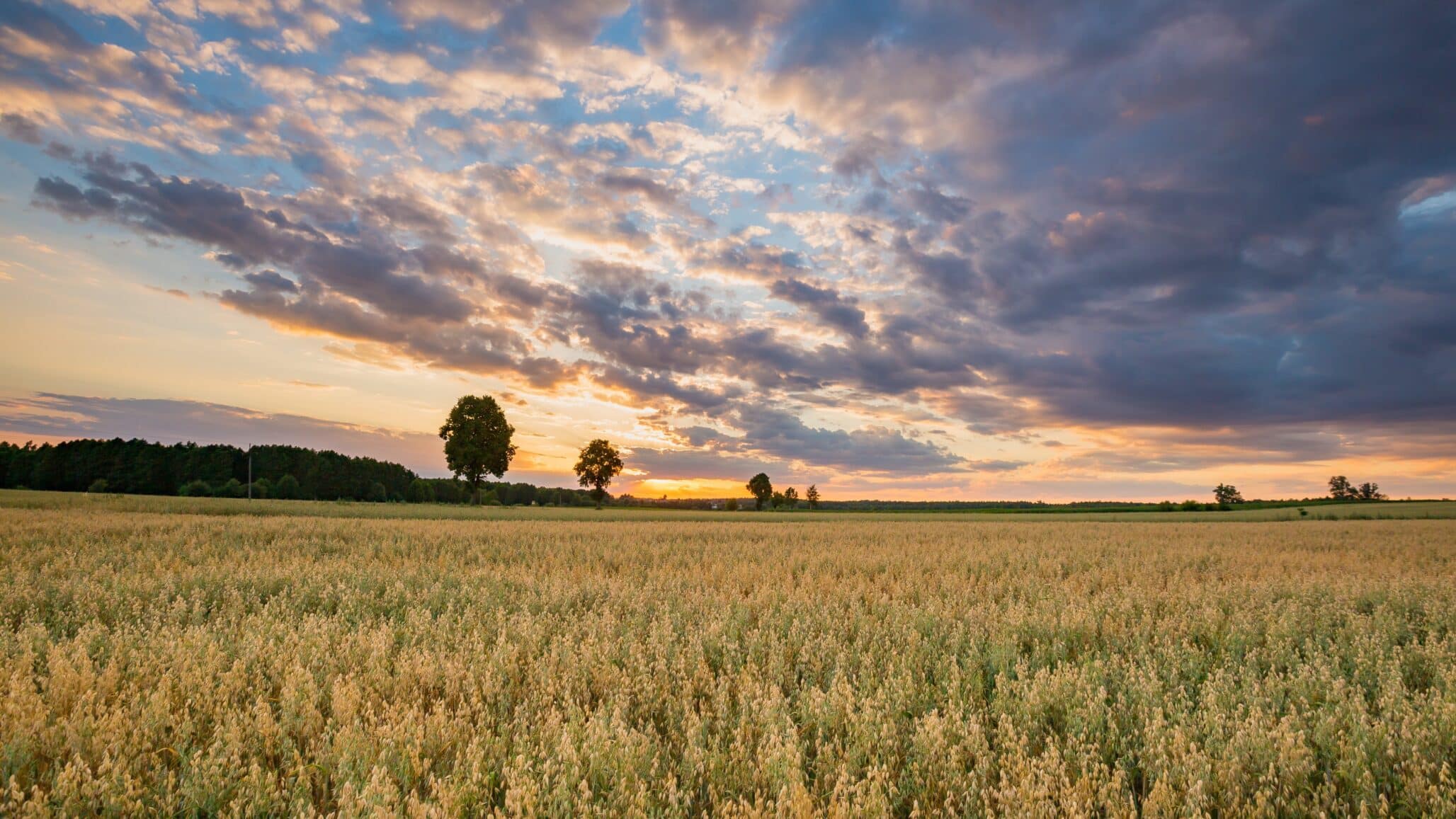 Researchers Map the Complete Oat Genome to Boost Future Breeding