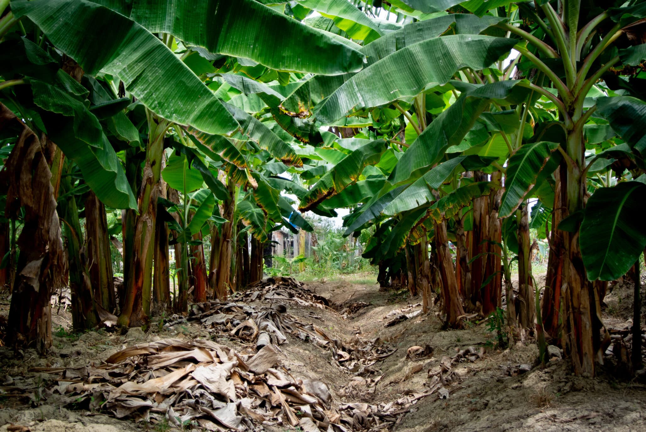 Biotechnology From The Tropics: Ecuador Fights Against Fungus That Withers Bananas