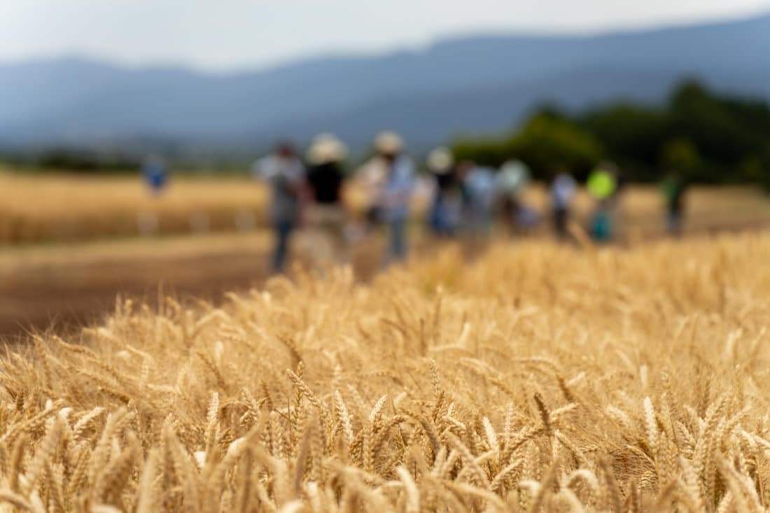 LETTER TO THE EDITOR: On-Farm Trials Are the Future in Improving Crop Yield, Seed Performance Decisions