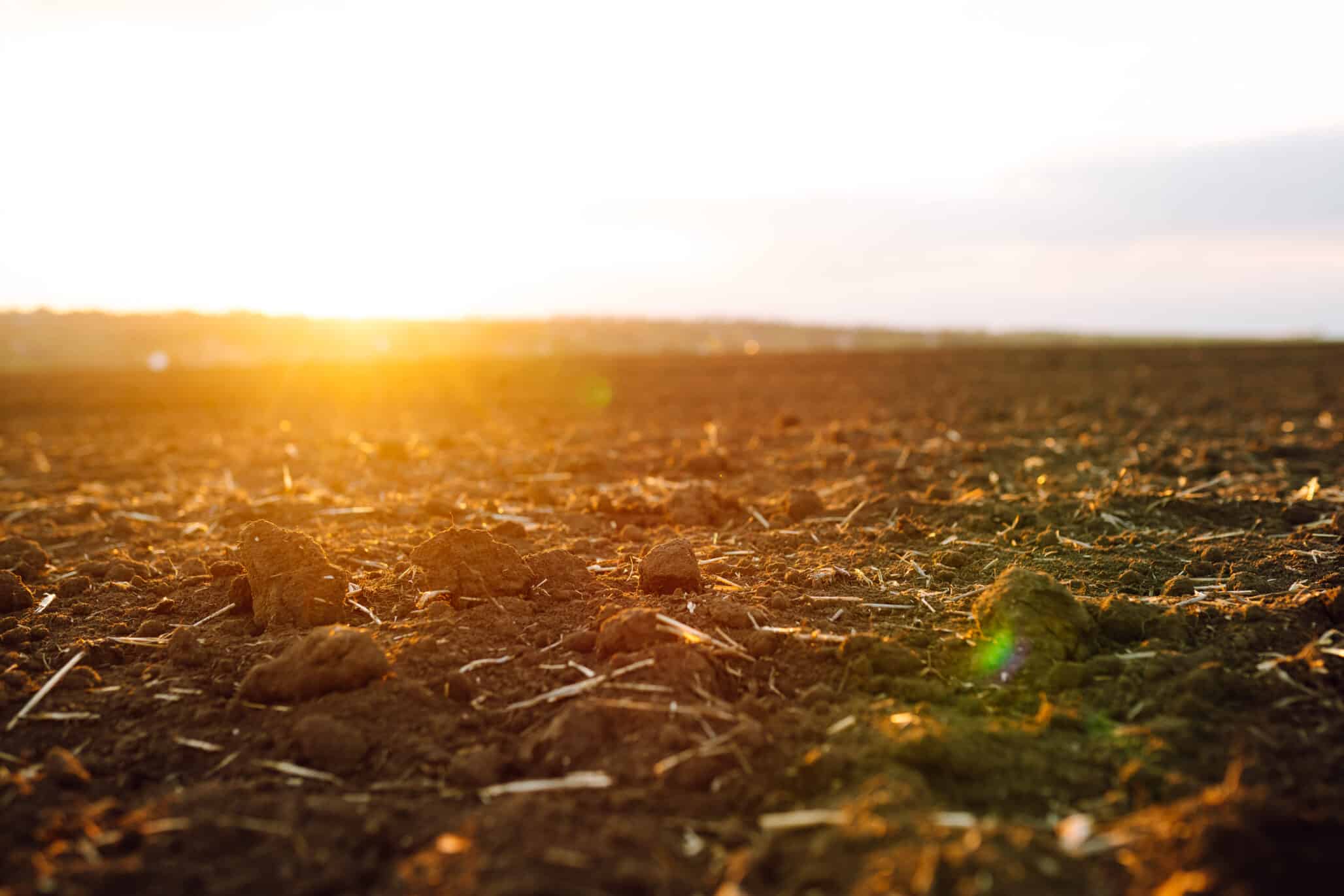 Scientists Decode Root Response to Compacted Soil