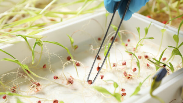 Scientist taking sprouted corn seed from container with tweezers, closeup. Laboratory analysis