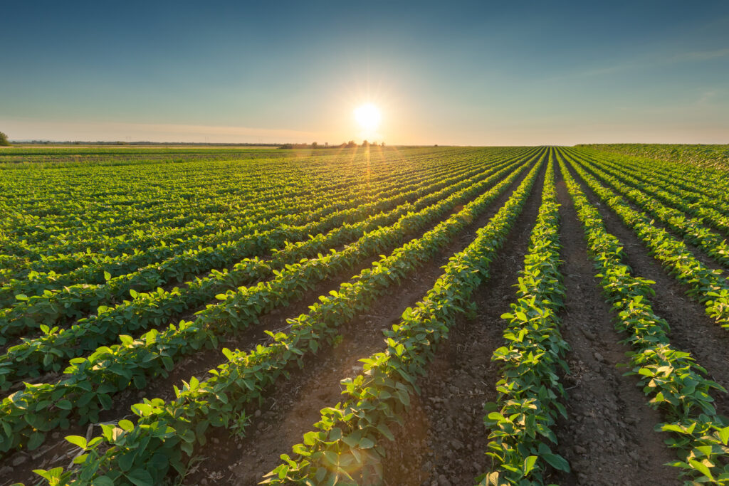 Healthy soybean crops at beautiful sunset