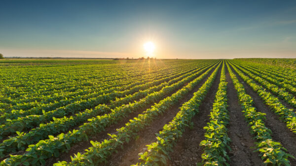 Healthy soybean crops at beautiful sunset