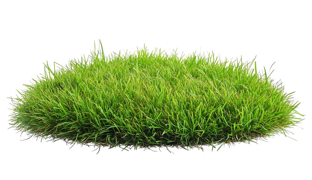 Lush Green Grass Tuft Isolated on White Background