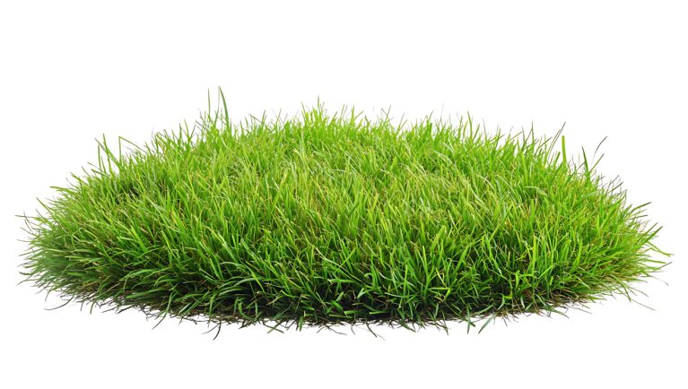 Lush Green Grass Tuft Isolated on White Background