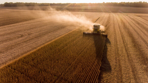 Farmer harvesting soybeans in Midwest