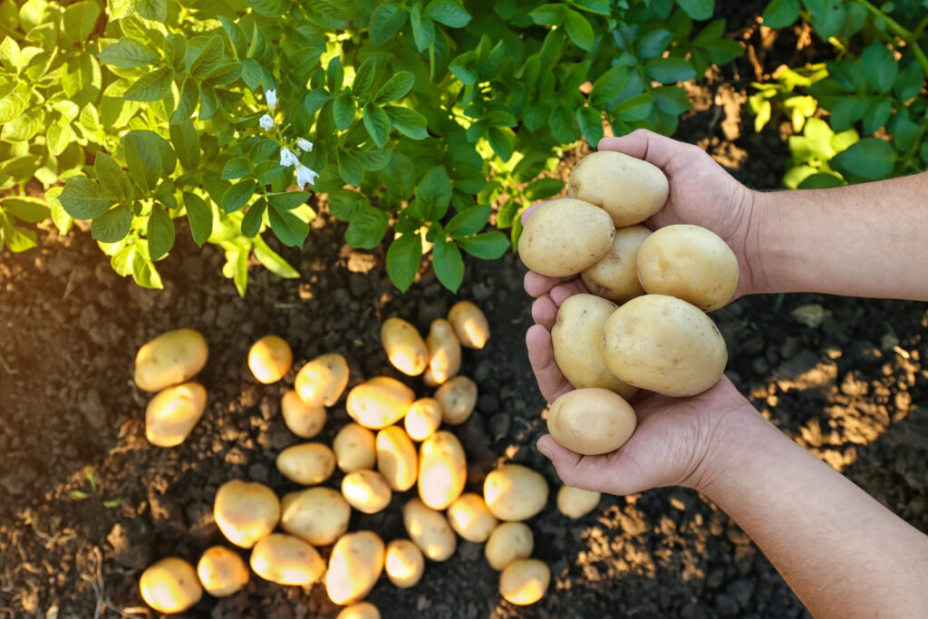 Man holding heap of raw potatoes in field
