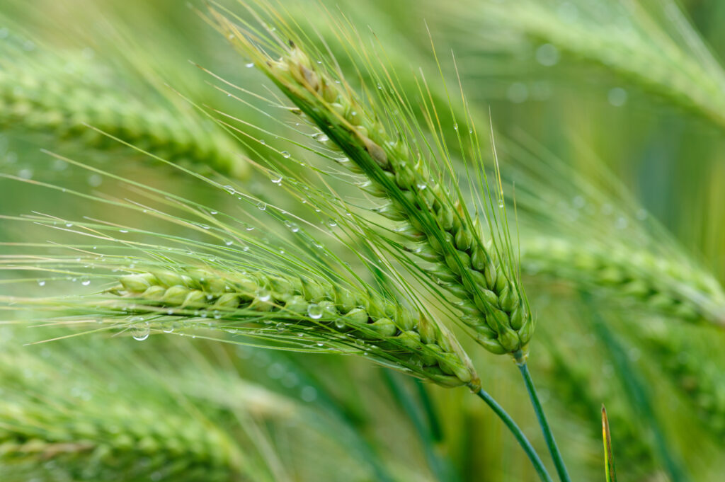 Green hulless barley crops with dew in the field