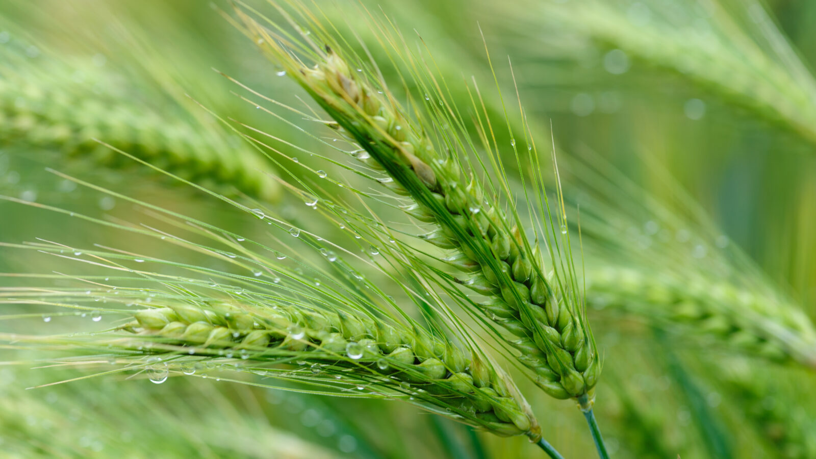 Green hulless barley crops with dew in the field