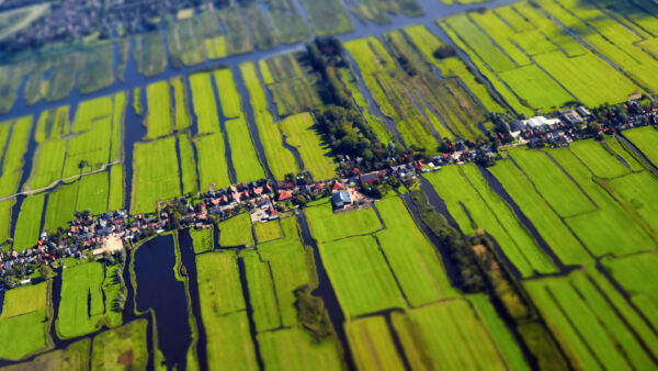Aerial view of cultivated agricultural farming land with vivid green color as a typical dutch canals natural irrigation system shot from the air with tilt-shift focus effect