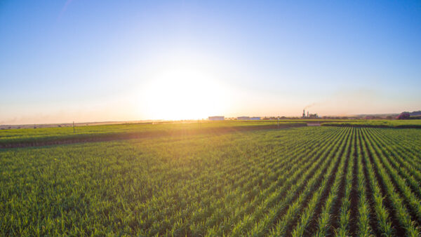 sugar cane plantation farm sunset usine in background