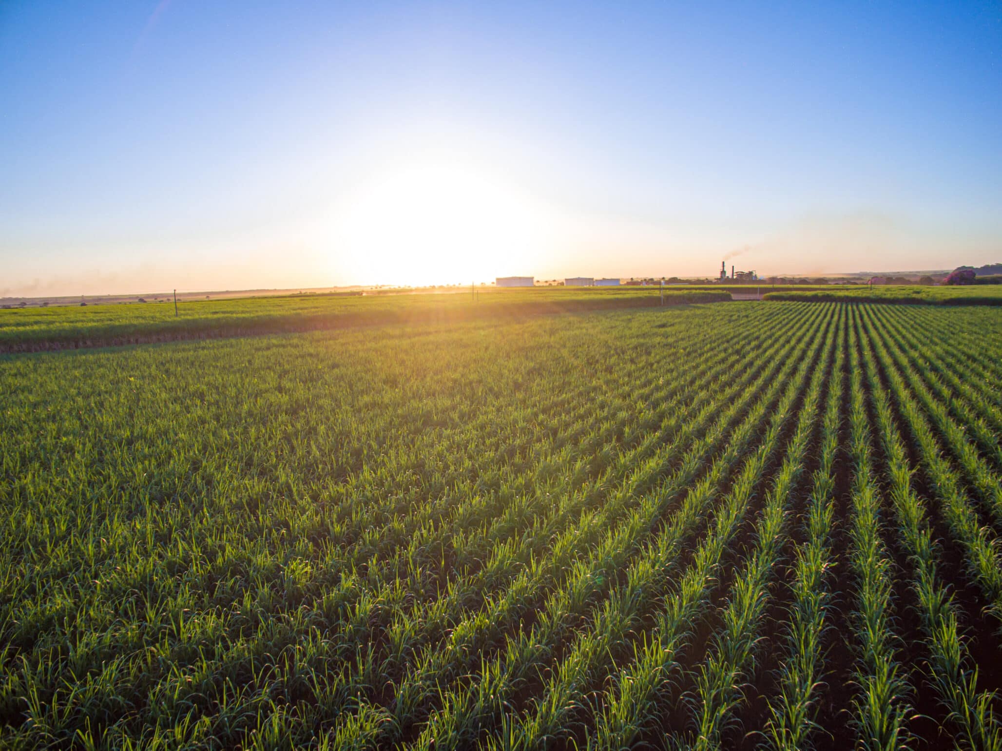 sugar cane plantation farm sunset usine in background