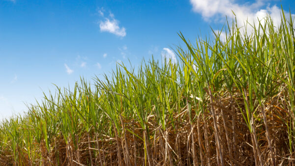 sugar cane plantation with blue sky in the background