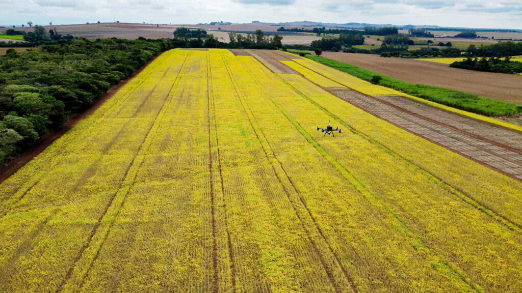 Drone is flying over a yellow soy field in Brazil