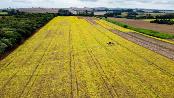 Drone is flying over a yellow soy field in Brazil