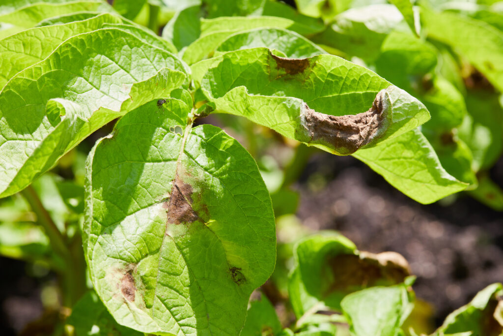 Potato plant has got ill with Phytophthora (Phytophthora Infestans). Potato plant has got sick by late blight, agriculture