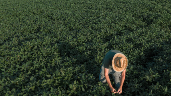 Aerial view of soybean farmer working in the field from drone pov