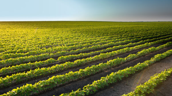 Soybean Field Rows
