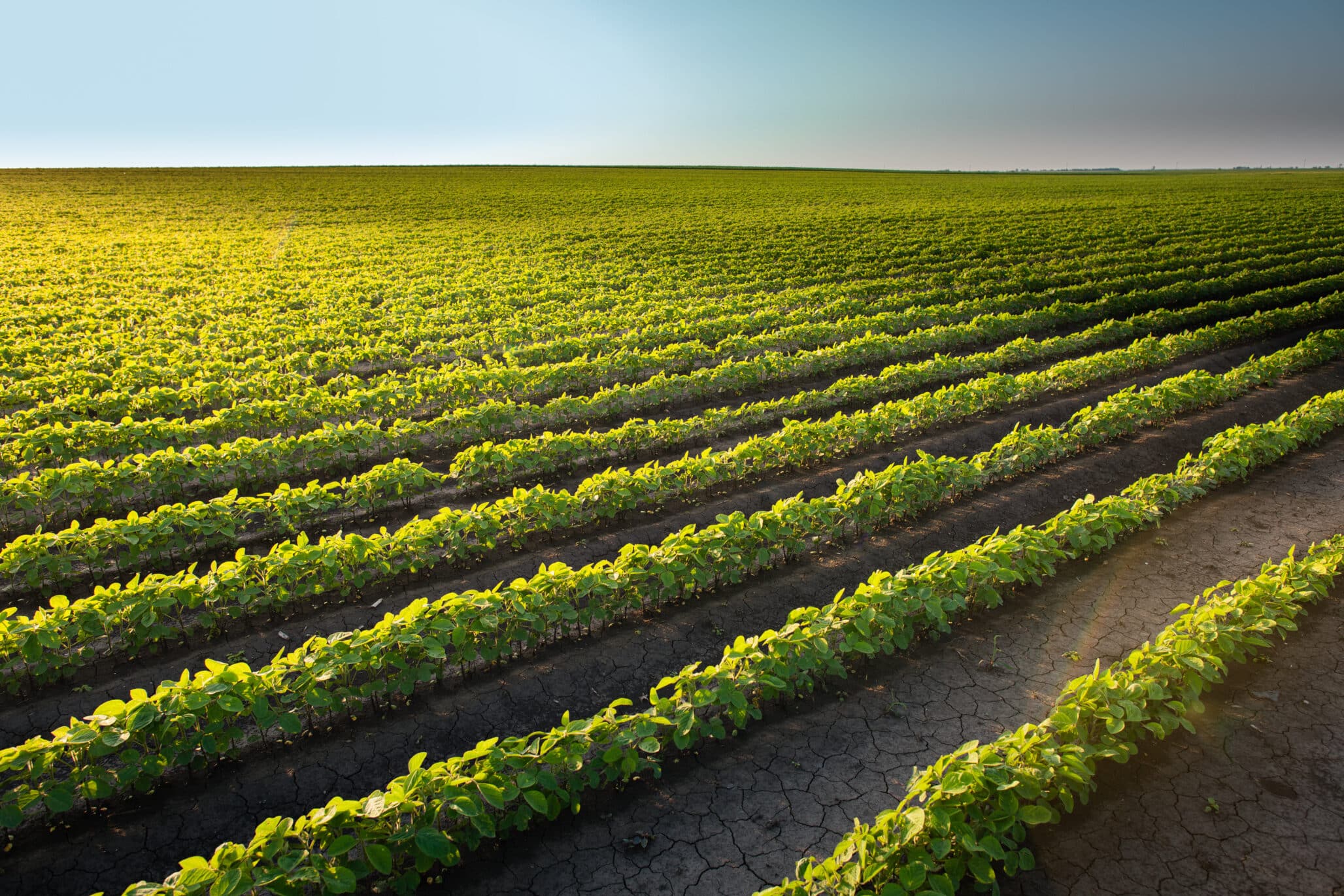 Soybean Field Rows
