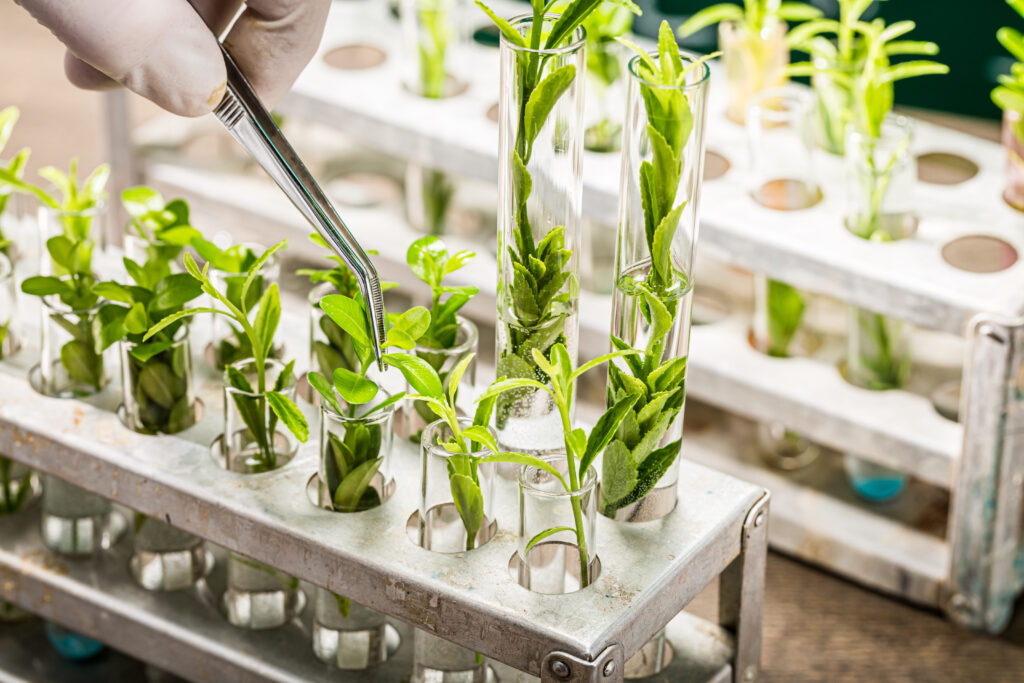 Plant breeding in lab