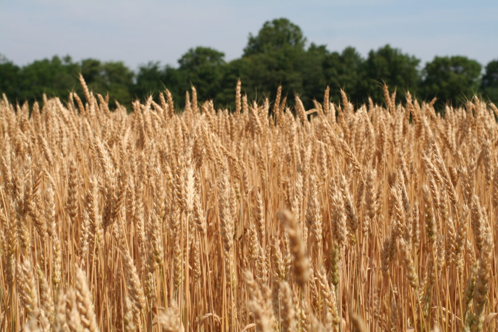 Wheat field