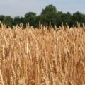 Wheat field
