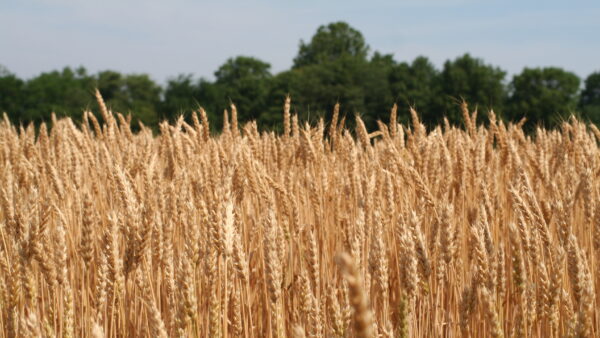 Wheat field