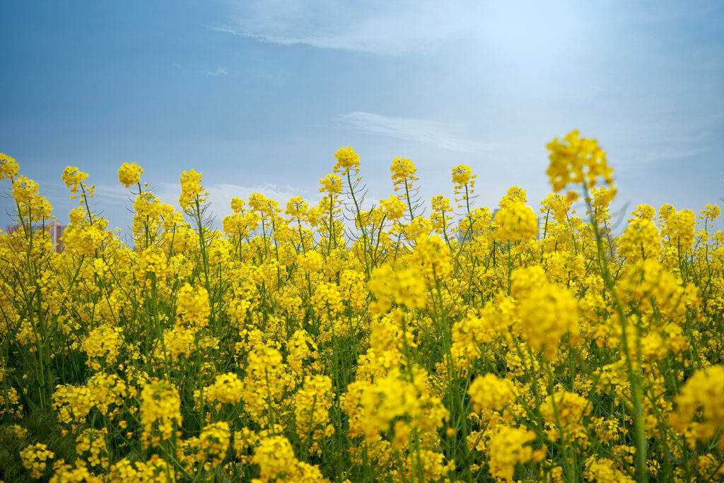 Field of flowering canola on the sky background