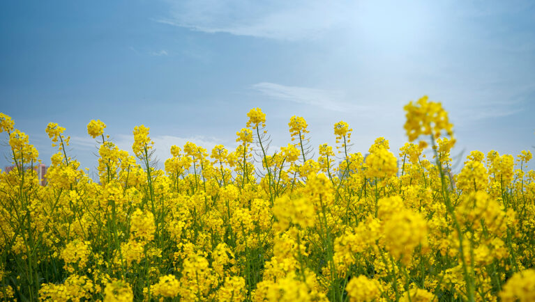Field of flowering canola on the sky background