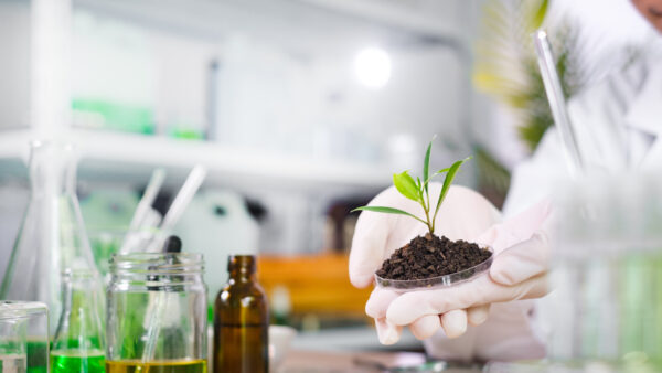Plant Laboratory concept. Biologist hand with protective gloves holding petri dish with soil and young plant. Biotechnology, plant care and protection