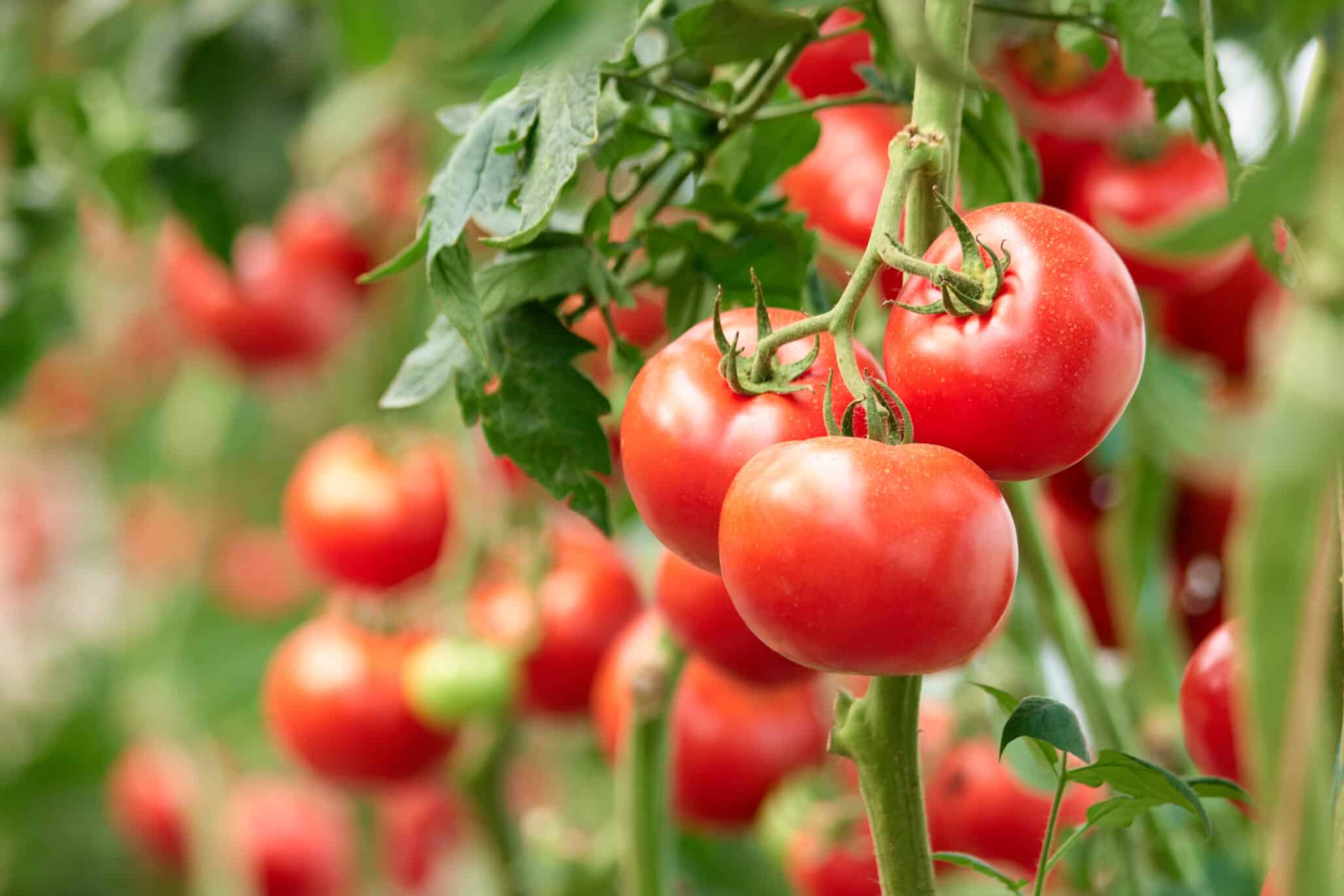Científicos chilenos aumentan los niveles de antioxidantes en tomates sin afectar el crecimiento de las plantas