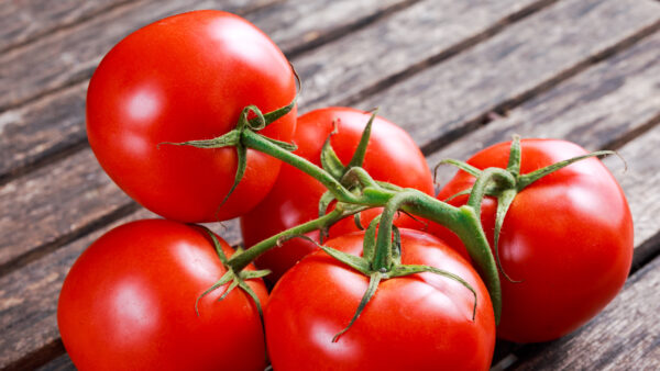 Vine ripe tomatoes on wooden table