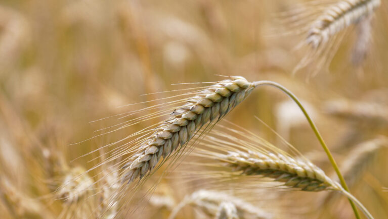 triticale