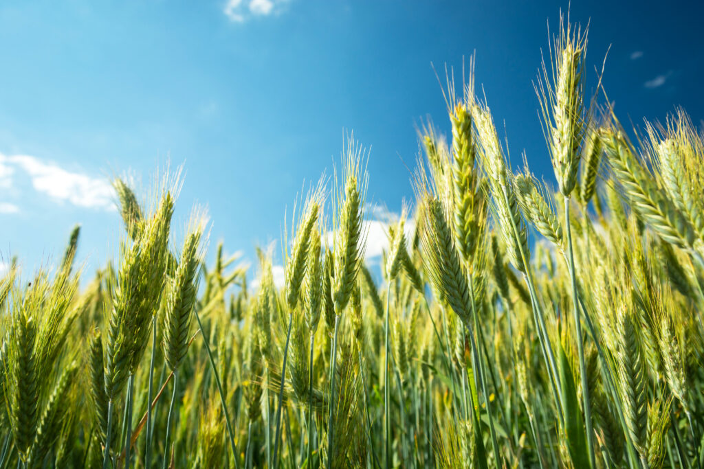 Green and yellow ears of triticale against the sky
